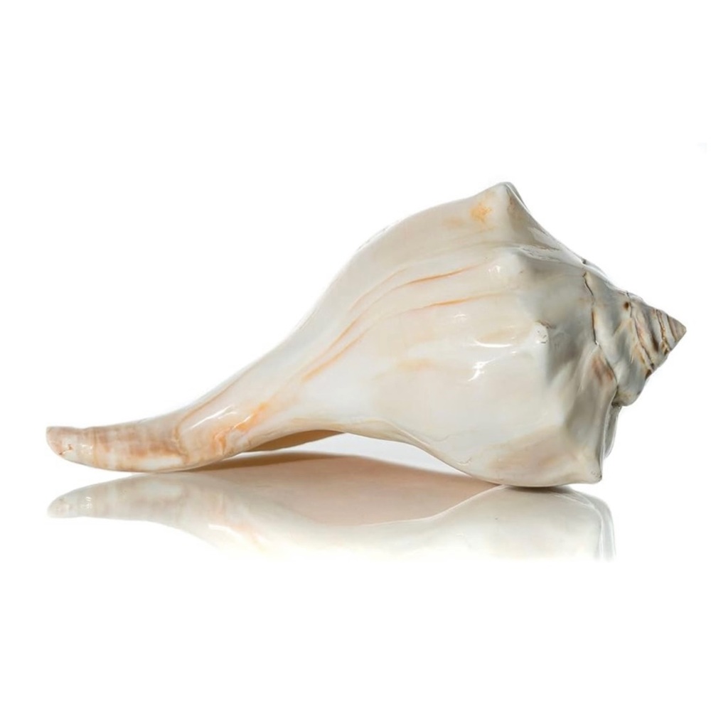NWT โข Large Conch Shell Decor - Picture 3 of 7